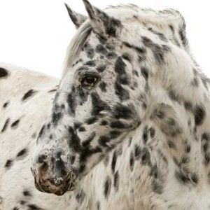 Meet your Posher, Vicky